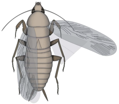 Artist rendition of ancient roach like insect Raptoblatta waddingtonae